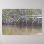 Fallen Tree Reflections Foto Poster (Voorkant)