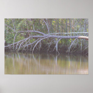 Fallen Tree Reflections Foto Poster