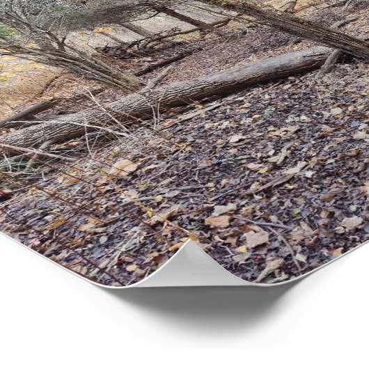 Fallen Trees Poster (Hoek)