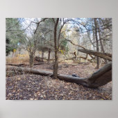 Fallen Trees Poster (Voorkant)