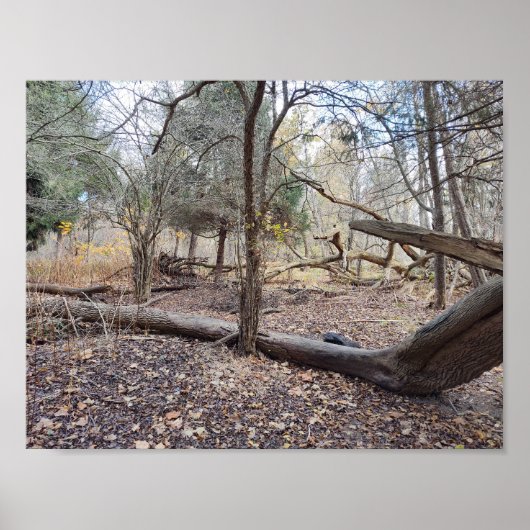 Fallen Trees Poster (Voorkant)