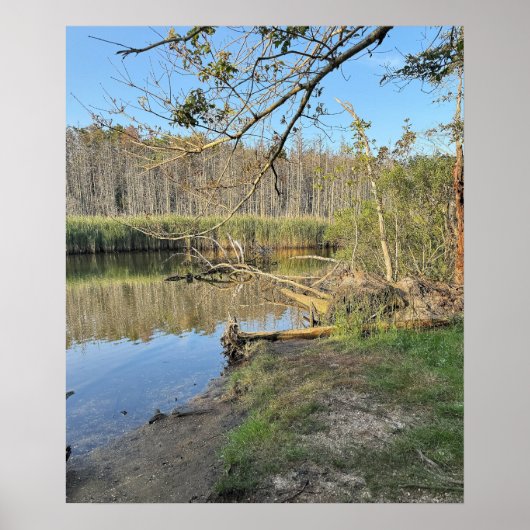 Fallen Trees Waterscape Poster (Voorkant)