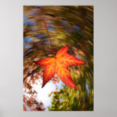Falling Leaf from a tree in autumn Poster (Voorkant)