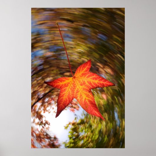 Falling Leaf from a tree in autumn Poster (Voorkant)