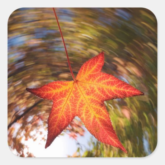 Falling Leaf from a tree in autumn Vierkante Sticker (Voorkant)