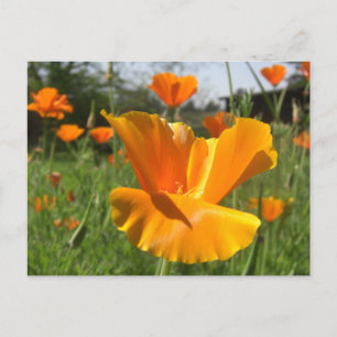 Falling Poppy Notes-Kaart Briefkaart