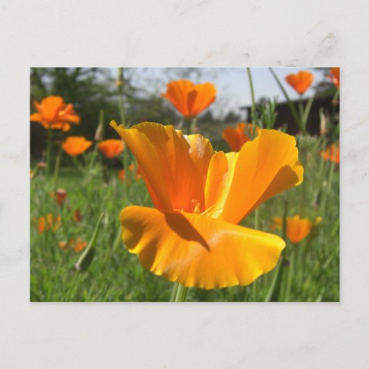 Falling Poppy Notes-Kaart Briefkaart (Voorkant)
