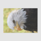 Falln Bald Eagle Liberty Tissuepapier (Voorkant)