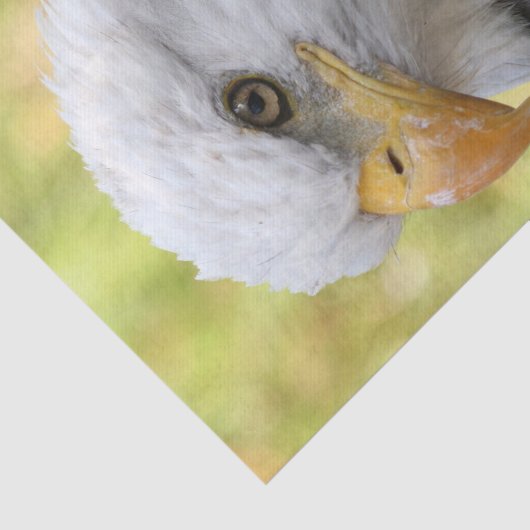 Falln Bald Eagle Liberty Tissuepapier (Detail)
