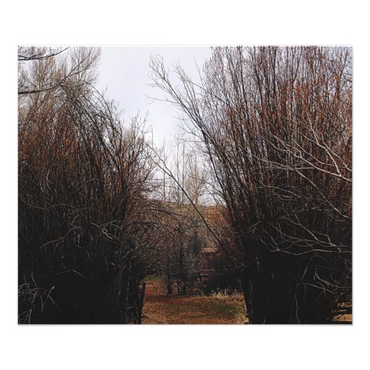 Falln Bannack Overgrowth Foto Afdruk (Voorkant)