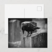 Falln Cemetery Crow Briefkaart (Voorkant / Achterkant)
