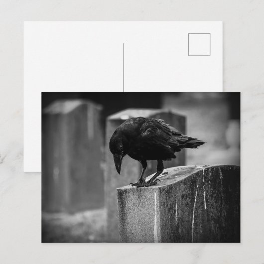 Falln Cemetery Crow Briefkaart (Voorkant / Achterkant)