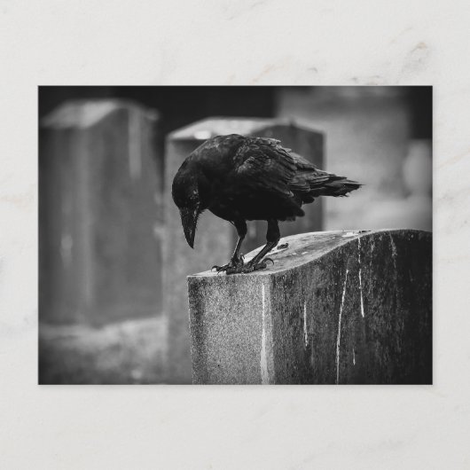 Falln Cemetery Crow Briefkaart (Voorkant)