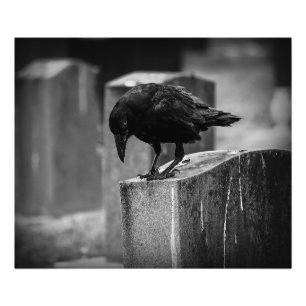 Falln Cemetery Crow Foto Afdruk