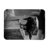 Falln Cemetery Crow Magneet (Horizontaal)