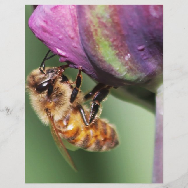 Falln Fuzzy Little Bee (Voorkant)