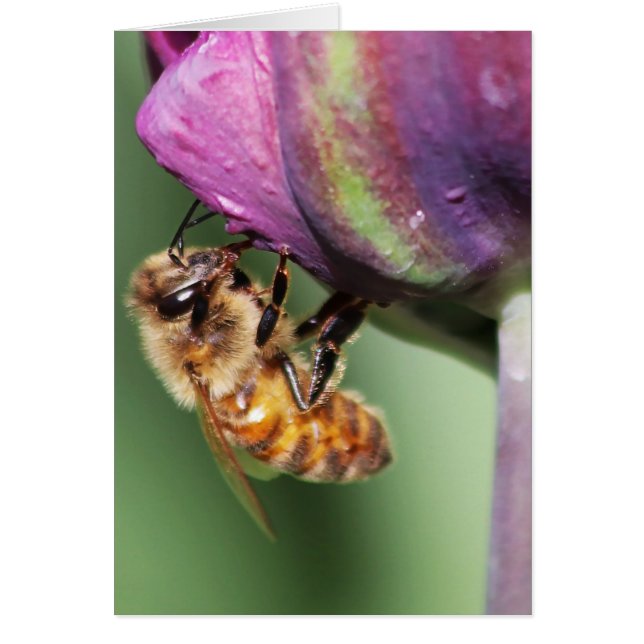 Falln Fuzzy Little Bee (Voorkant)