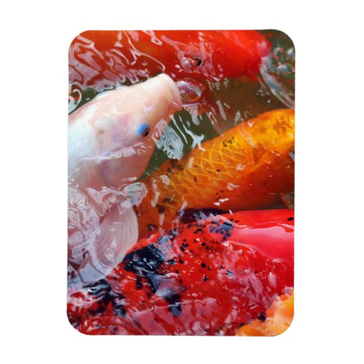 Falln Gathering Koi Magneet (Verticaal)