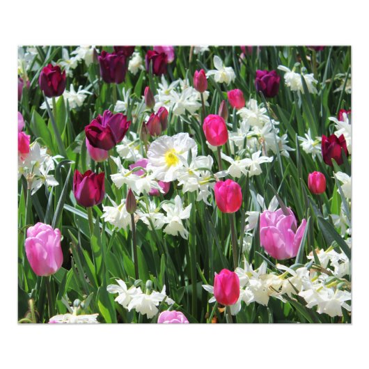 Falln Romantic Spring Morning Foto Afdruk (Voorkant)