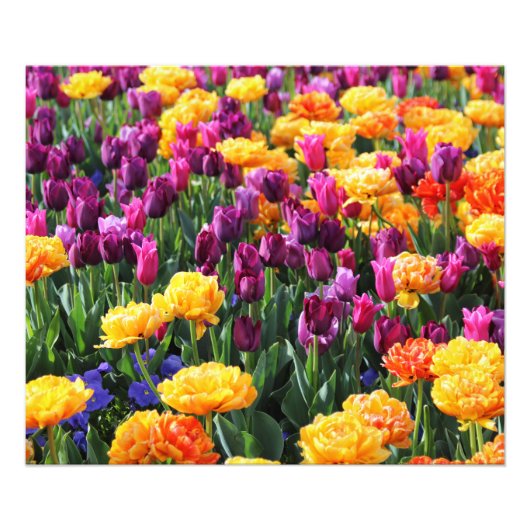 Falln Sunset Floral Foto Afdruk (Voorkant)