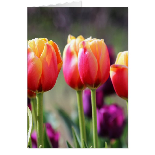 Falln Tulips Aflame (Voorkant)