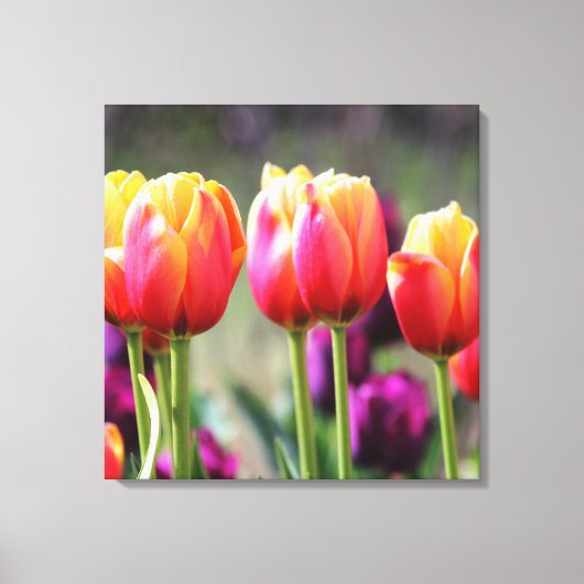 Falln Tulips Aflame Canvas Afdruk (Voorkant)