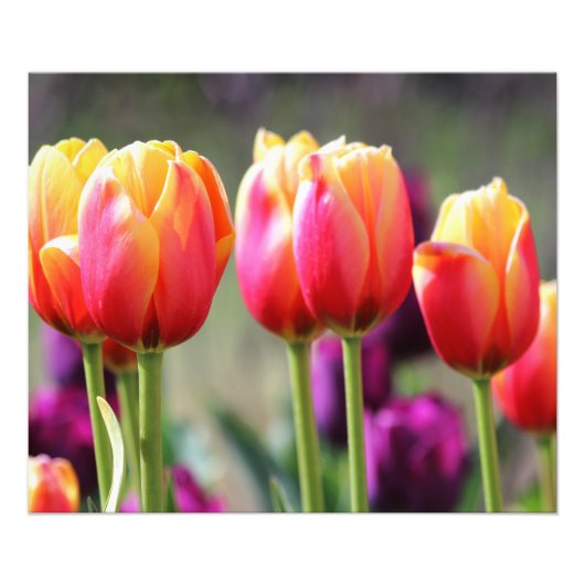 Falln Tulips Aflame Foto Afdruk (Voorkant)