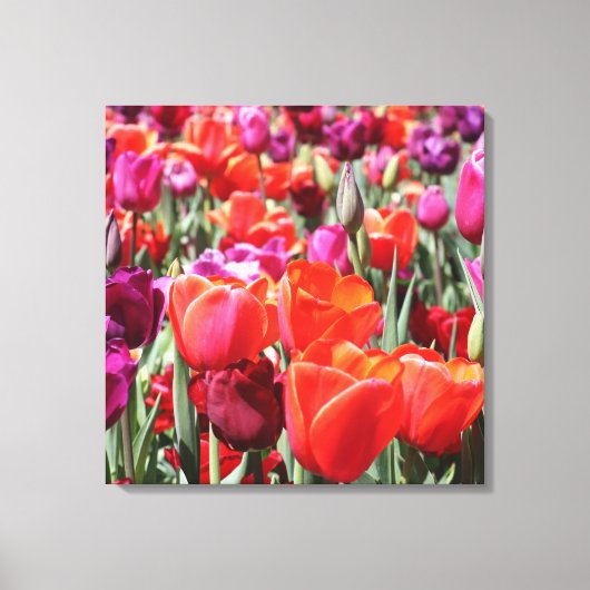 Falln Warm Tulips Canvas Afdruk (Voorkant)