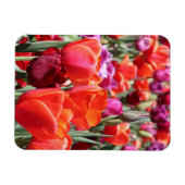 Falln Warm Tulips Magneet (Horizontaal)