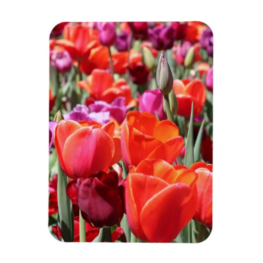 Falln Warm Tulips Magneet (Verticaal)