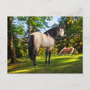 "Fallon"  Briefkaart