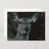 Fallow Deer Briefkaart (Voorkant / Achterkant)