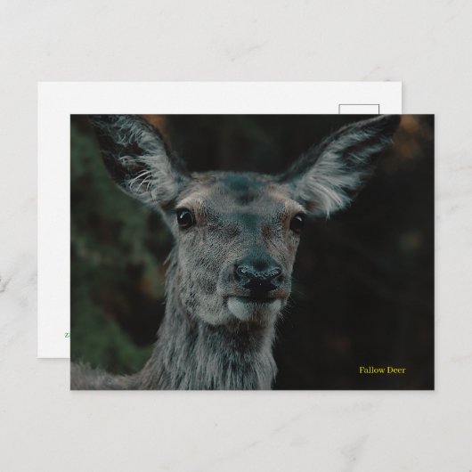 Fallow Deer Briefkaart (Voorkant / Achterkant)