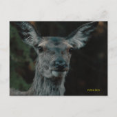 Fallow Deer Briefkaart (Voorkant)