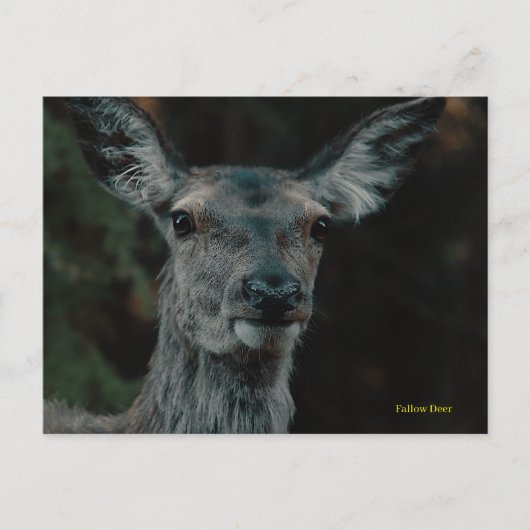Fallow Deer Briefkaart (Voorkant)