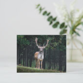 Fallow Deer Briefkaart (Staand voorkant)