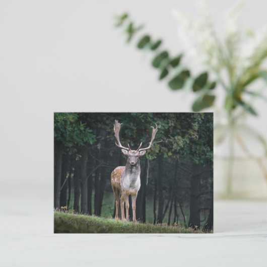 Fallow Deer Briefkaart (Staand voorkant)
