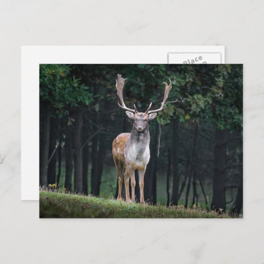 Fallow Deer Briefkaart (Voorkant / Achterkant)