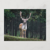 Fallow Deer Briefkaart (Voorkant)