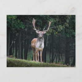 Fallow Deer Briefkaart