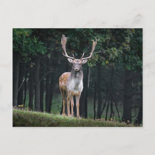 Fallow Deer Briefkaart (Voorkant)