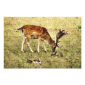 FALLOW DEER FOTO AFDRUK (Voorkant)