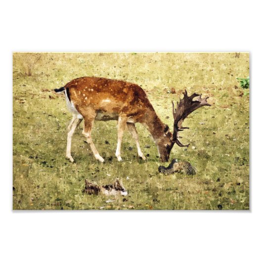 FALLOW DEER FOTO AFDRUK (Voorkant)