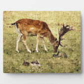 FALLOW DEER FOTOPLAAT (Voorkant)