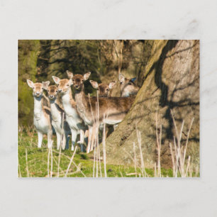 Fallow Deer in Holkham park in Norfolk Engeland Ve Briefkaart