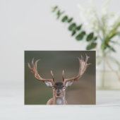 Fallow Deer is je aan het beoordelen. Briefkaart (Staand voorkant)