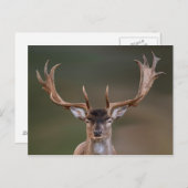 Fallow Deer is je aan het beoordelen. Briefkaart (Voorkant / Achterkant)