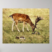 FALLOW DEER POSTER (Voorkant)