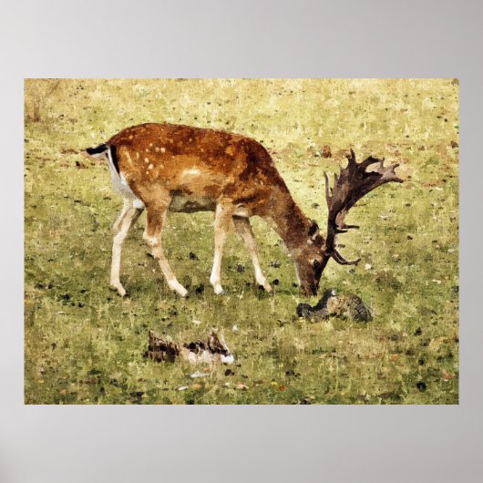 FALLOW DEER POSTER (Voorkant)