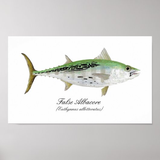 False Albacore Tuna Poster (Voorkant)